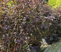 Physocarpus opulifolius 'Lady In Red' - Blaasspiraea 'Lady In Red' - 175-200 cm C35