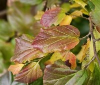 Parrotia persica 'Cherry Tips' - Perzisch IJzerhout 'Cherry Tips' - 1