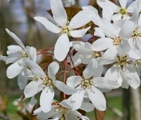 Amelanchier laevis 'Snowflakes' - Krentenboompje - 2