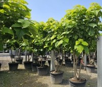 Catalpa bignonioides 'Aurea' - Gouden trompetboom - 1