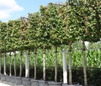 Parrotia persica - Perzisch IJzerhout - 5