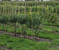 Prunus laurocerasus 'Genolia' - Laurierkers 'Genolia' - 1