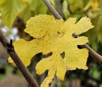 Morus nigra - Zwarte moerbei - herfst