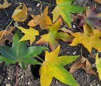 Liquidambar styraciflua - Amberboom - 6