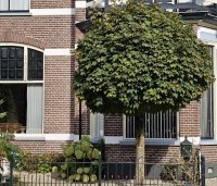 Acer platanoides 'Globosum' - Bol esdoorn 'Globosum' - 7
