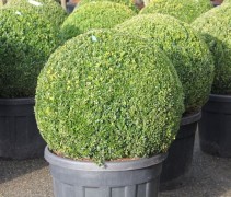 Buxus sempervirens 