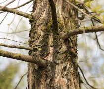Taxodium distichum