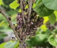 Cercis chinensis 'Avondale' - Chinese Judasboom 'Avondale'  - 1