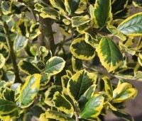 Ilex meserveae 'Golden Girl' - Blauwe hulst 'Golden Girl' - 3