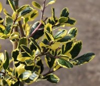 Ilex meserveae 'Golden Girl' - Blauwe hulst 'Golden Girl' - 2
