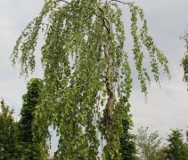 Fagus sylvatica 'Pendula'