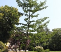 Ginkgo biloba