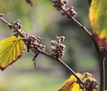 Hamamelis Arnold's Promise