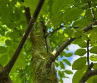 Juglans regia - Walnoot - juni