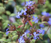 Ceratostigma Willmottianum
