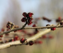 Parrotia persica Bella