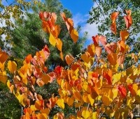 Cercis canadensis 'Merlot - Roodbladige Judasboom 'Merlot' - 1