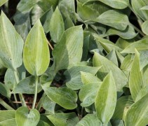 Hosta tardiana 'Halcyon'