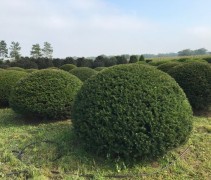 Taxus baccata bol 