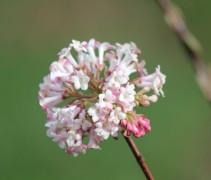 Viburnum bodnantense Charles Lamount