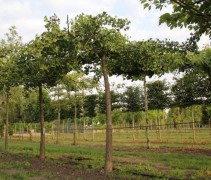Japanse notenboom 'Horizontalis'