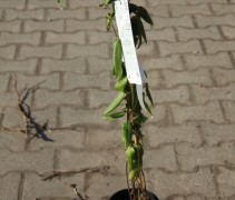 Lonicera Henryi