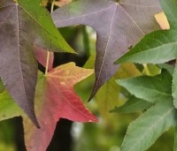 Liquidambar styraciflua - Amberboom - 2