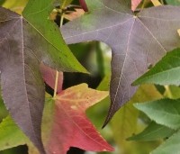 Liquidambar styraciflua - Amberboom - 4