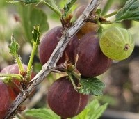 Ribes uva-crispa 'Hinnonmacky Röd' - Rode kruisbes 'Hinnonmacky Röd' - 1