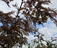 Gleditsia triacanthos 'Rubylace' - Valse Christusdoorn 'Rubylace' - 1