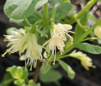 Lonicera caerulea 'Kamtschatica' - Honingbes 'Kamtschatica' - 3