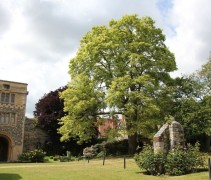 Acer Drummondii