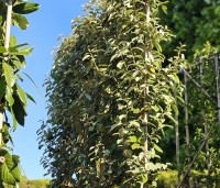 Elaeagnus ebbingei - Olijfwilg - gevuld meerjarig geleid scherm