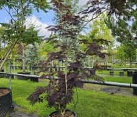 Albizia julibrissin 'Summer Chocolate' - Perzische slaapboom 'Summer Chocolate' - 3