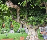 Platanus orientalis - Oosterse Plataan - 1
