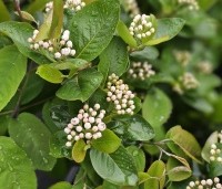 Aronia prunifolia 'Viking' - Appelbes 'Viking' - 2