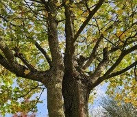 Acer campestre - Veldesdoorn - 1