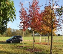 Acer Royal Red herfstkleur op onze kwekerij in Vaassen