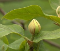 Magnolia sieboldii bloemknop