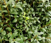 Osmanthus x burkwoodii - Schijnhulst - 4
