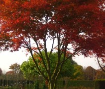 Acer palmatum herfstkleur