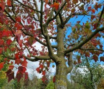 acer rufinerve 