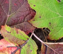 Hydrangea quercifolia herfstblad