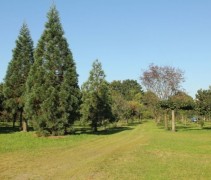 Sequoiadendron giganteum
