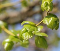 Tilia x Europaea 'Euchlora'