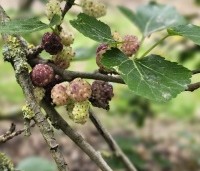 Morus alba 'Macrophylla' - Witte moerbei - 1