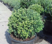 Ilex crenata 'Caroline Upright' bolvorm