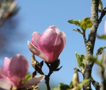 Magnolia Lennei bloemen