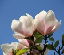 Magnolia Soulangeana