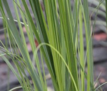 Pampasgras 'Mini Pampas'  is een sterk siergras met scherpe randen en witte pluimen